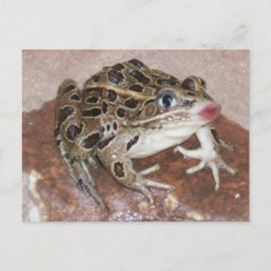 Carte Postale Grenouille baisante