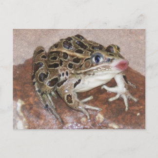 Carte Postale Grenouille baisante