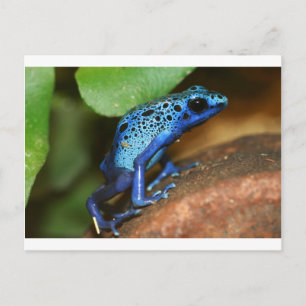 Carte Postale grenouille bleue