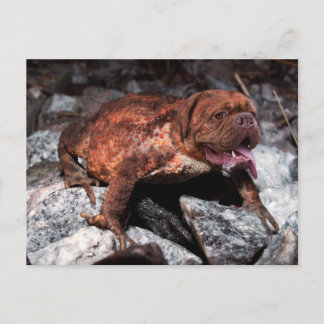 Carte Postale Grenouille bordelaise