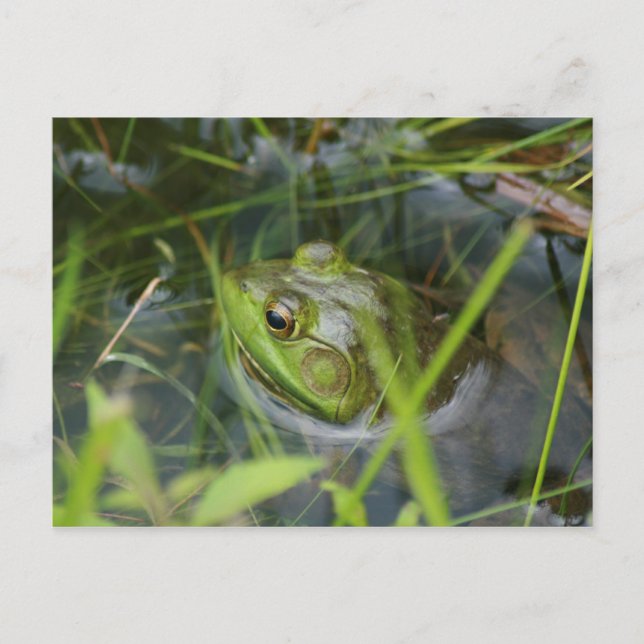 Carte Postale Grenouille Buckfield (Devant)