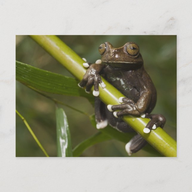 Carte Postale Grenouille captive Tapichalaca Hyloscirtus 2 (Devant)