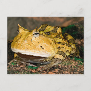 Carte Postale Grenouille cornu du Brésil, Ceratophrys cornuta, 3