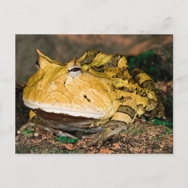 Carte Postale Grenouille cornu du Brésil, Ceratophrys cornuta, 3 (Devant)