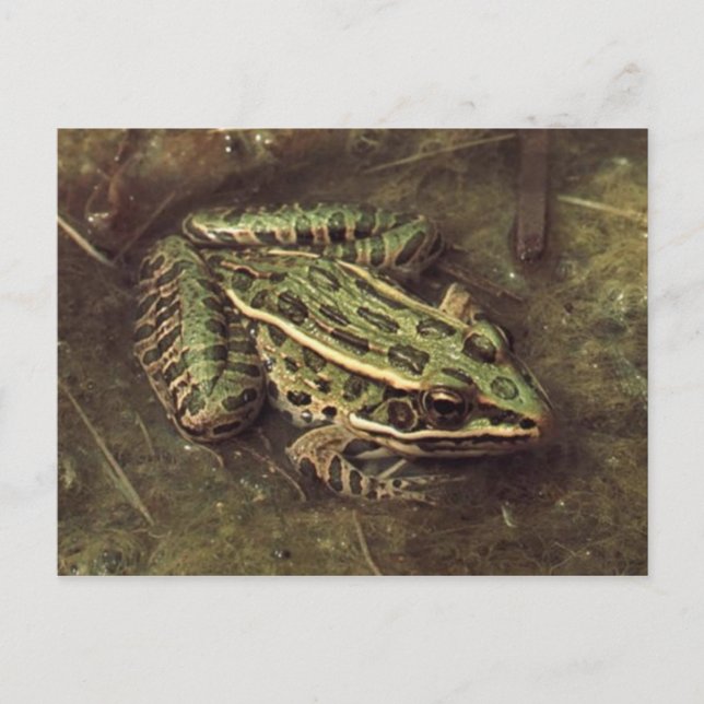 Carte postale Grenouille/crapaud (Devant)