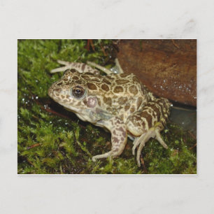 Carte postale Grenouille/crapaud