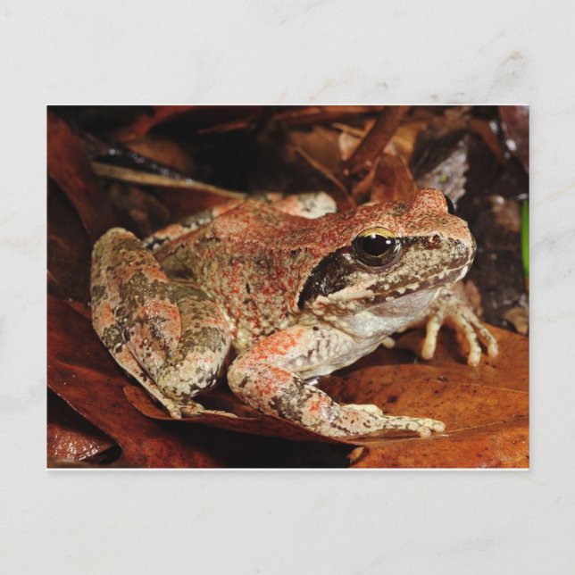 Carte postale Grenouille/crapaud (Devant)