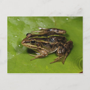 Carte postale Grenouille/crapaud