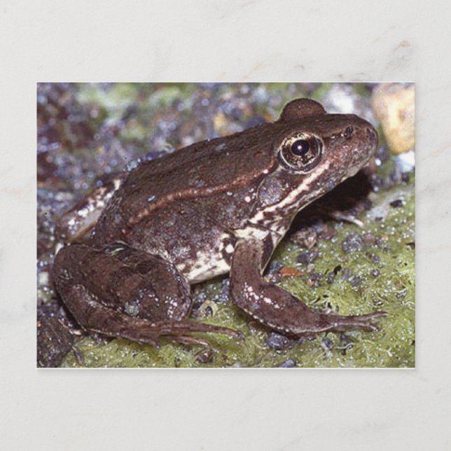 Carte postale Grenouille/crapaud (Devant)