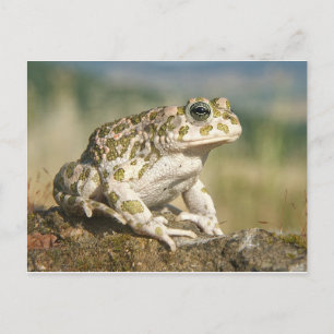 Carte postale Grenouille/crapaud