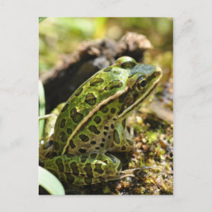 Carte postale Grenouille/crapaud
