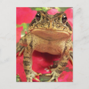 Carte Postale Grenouille crapaud debout contre le dos bougainvil