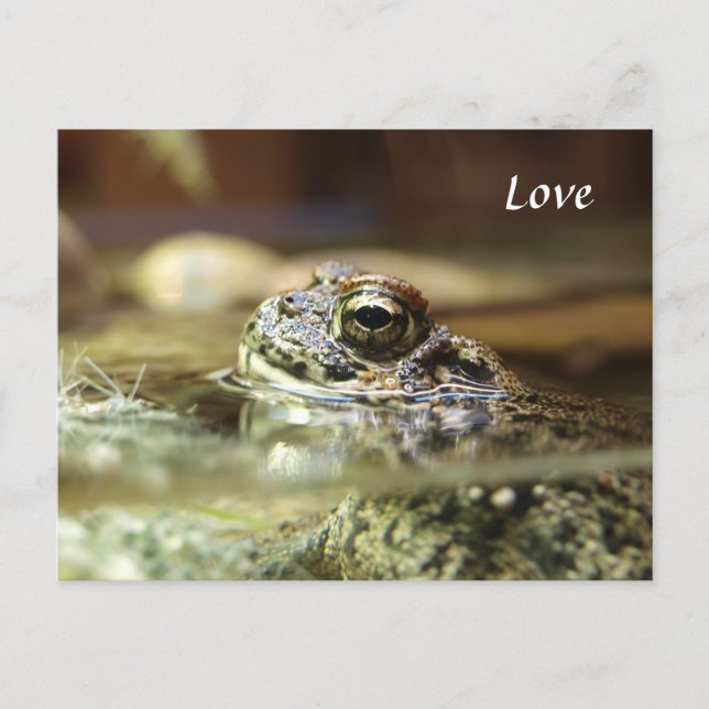 Carte Postale Grenouille dans l'eau (Devant)