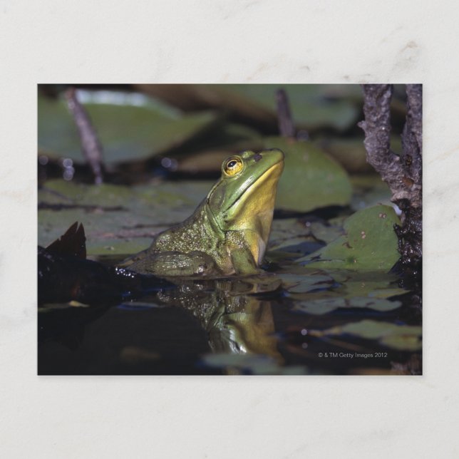 Carte Postale Grenouille dans un étang (Devant)