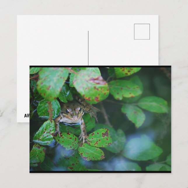 Carte Postale Grenouille dans un étang feuillu (Devant / Derrière)