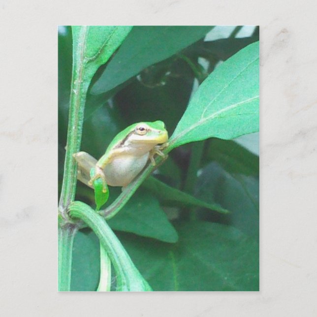 Carte Postale Grenouille d'arbre (Devant)