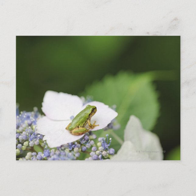 Carte Postale Grenouille d'arbre assise sur une Hydrangée, Hyogo (Devant)
