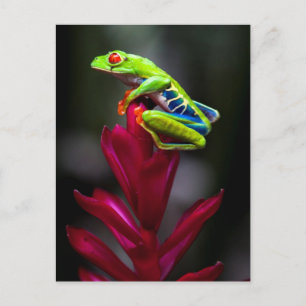 Carte Postale Grenouille d'arbre aux yeux rouges