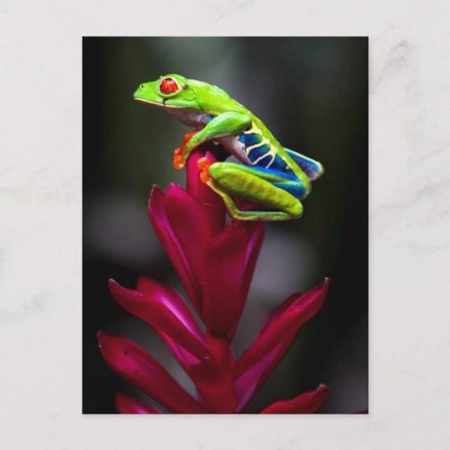 Carte Postale Grenouille d'arbre aux yeux rouges (Devant)