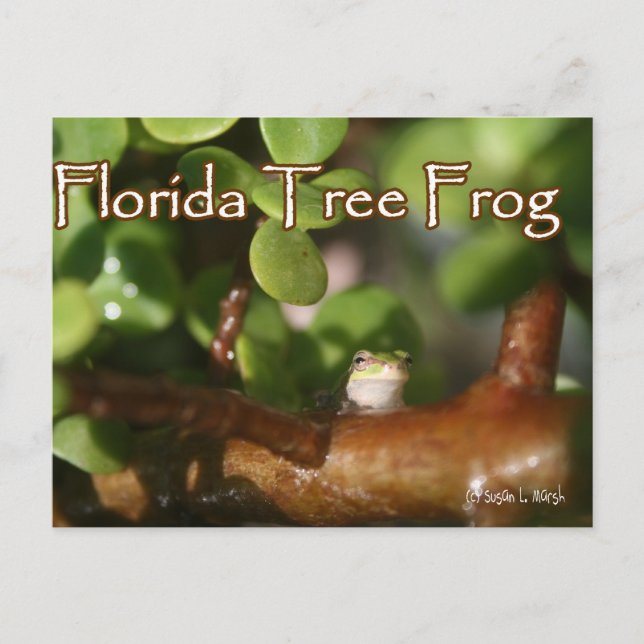 Carte Postale Grenouille d'arbre bébé en plante Bonsai avec text (Devant)