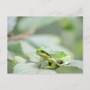 Carte Postale Grenouille d'arbre en vert