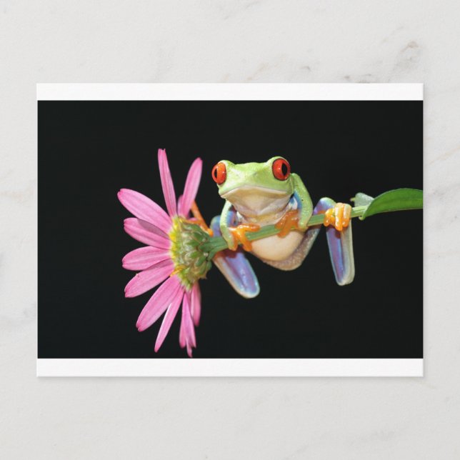 Carte Postale grenouille d'arbre observée par rouge (Devant)