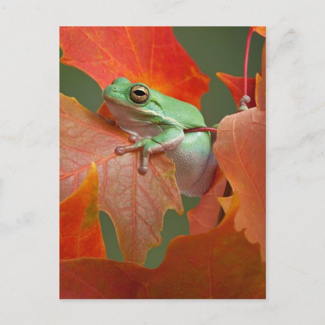 Carte Postale Grenouille D'Arbre Vert À L'Automne (Devant)
