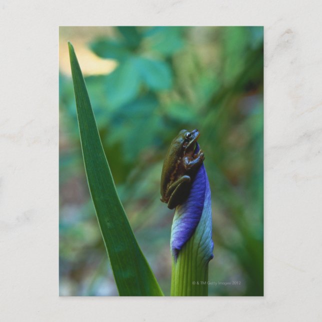 Carte Postale Grenouille d'arbre vert sur Iris (Devant)