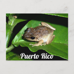 Carte Postale Grenouille de Coqui Porto Rico
