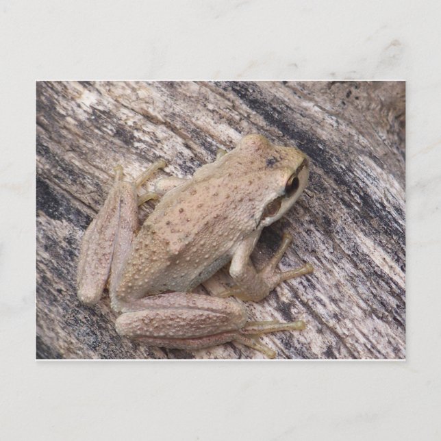 Carte Postale Grenouille des arbres (Devant)