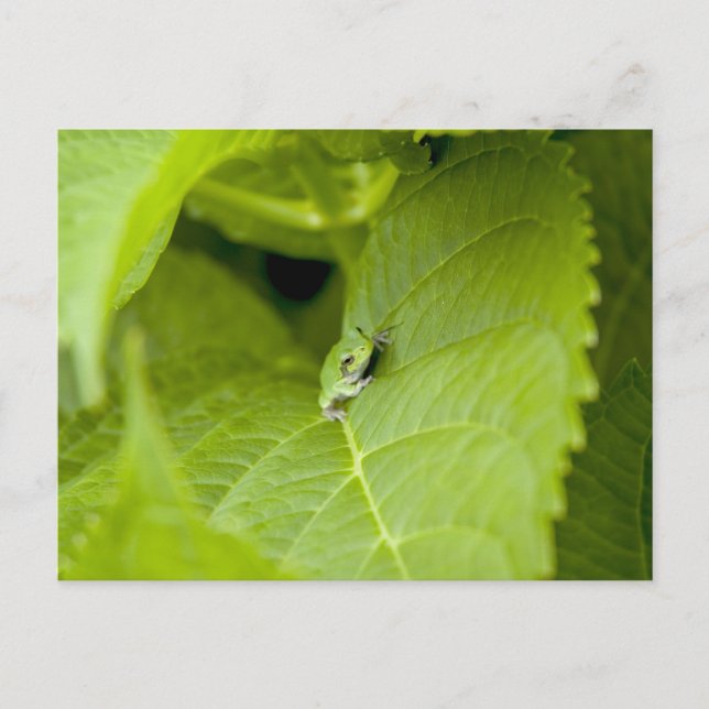 Carte Postale Grenouille des arbres (Devant)