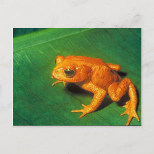 Carte Postale Grenouille des arbres