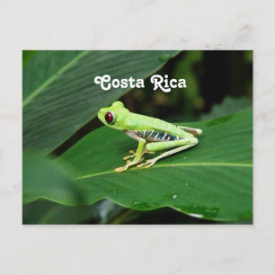 Carte Postale Grenouille des arbres du Costa Rica