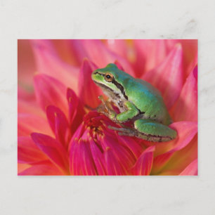 Carte Postale Grenouille des arbres du Pacifique sur les fleurs 