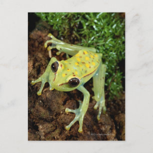 Carte Postale Grenouille des arbres (Hylidae)