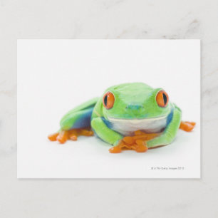 Carte Postale Grenouille des arbres rouges (Agalychnis Callidrya