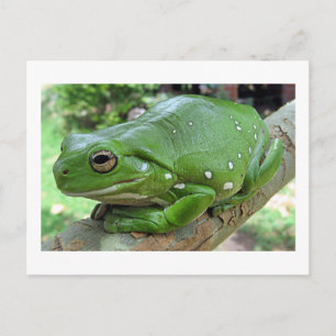 Carte Postale Grenouille des arbres verts australiens