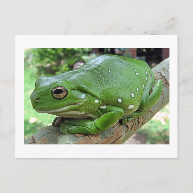 Carte Postale Grenouille des arbres verts australiens (Devant)