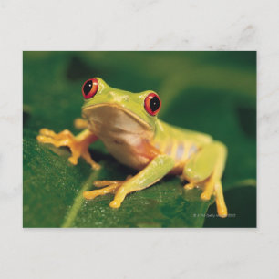 Carte Postale Grenouille des yeux rouges
