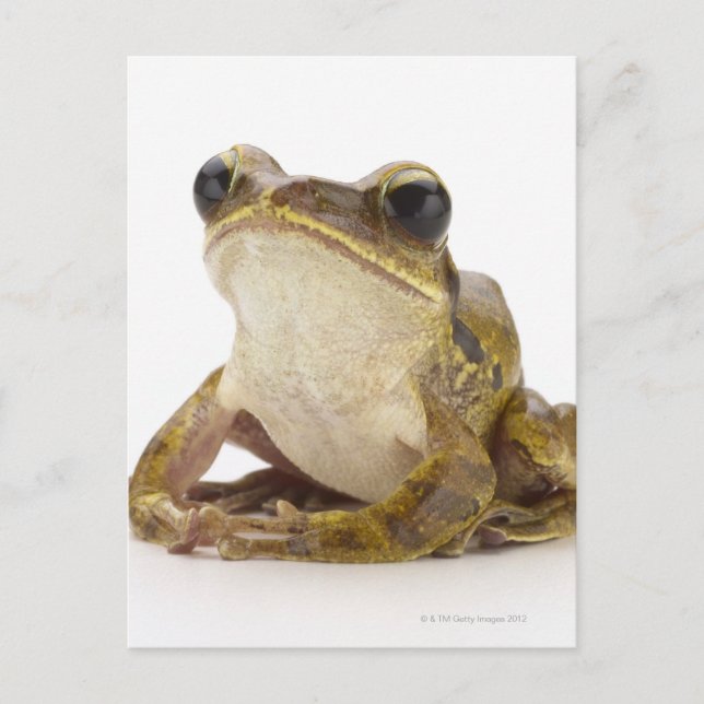 Carte Postale Grenouille d'or (Devant)