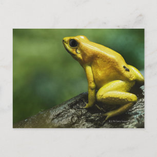 Carte Postale Grenouille dorée