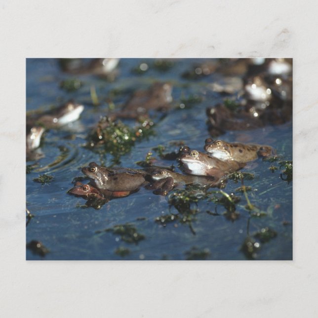 Carte Postale Grenouille drôle (Devant)