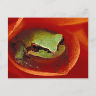 Carte Postale Grenouille du chœur du Pacifique dans un dahlia. C