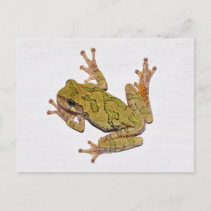 Carte Postale Grenouille du Missouri Tree.