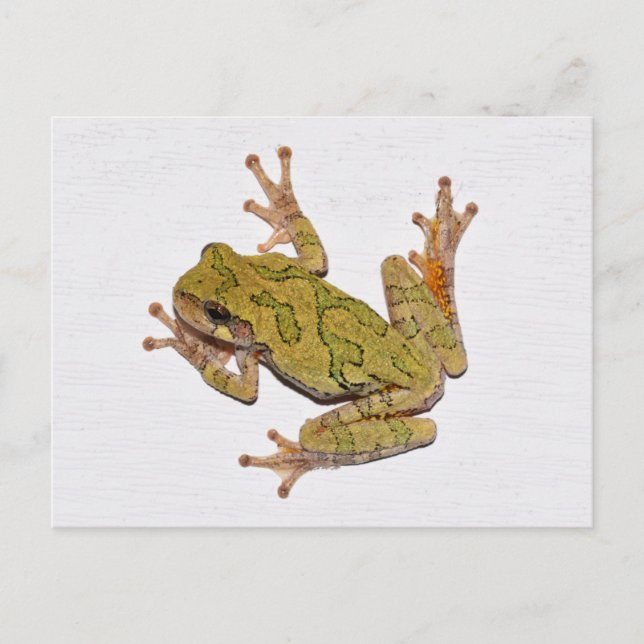 Carte Postale Grenouille du Missouri Tree. (Devant)