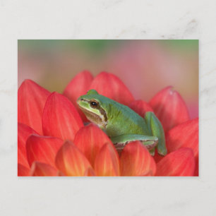 Carte Postale Grenouille du Pacifique sur les fleurs dans le jar