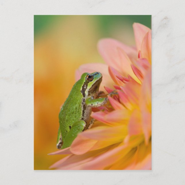 Carte Postale Grenouille du Pacifique sur les fleurs dans notre  (Devant)