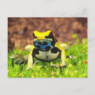 Carte Postale Grenouille empoisonnée, Dendrobates tinctorius,