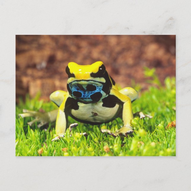 Carte Postale Grenouille empoisonnée, Dendrobates tinctorius, (Devant)
