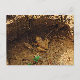 Carte Postale Grenouille en Pleasanton, Texas